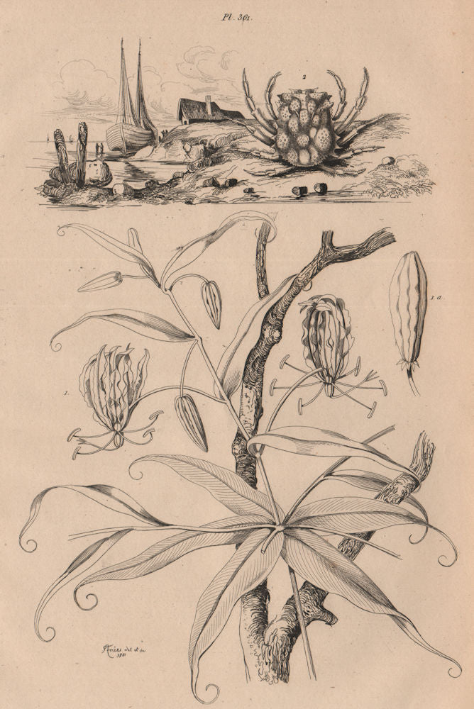 Méthonique (Gloriosa Superba). Micippa cristata (Spider Crab) 1834 old print